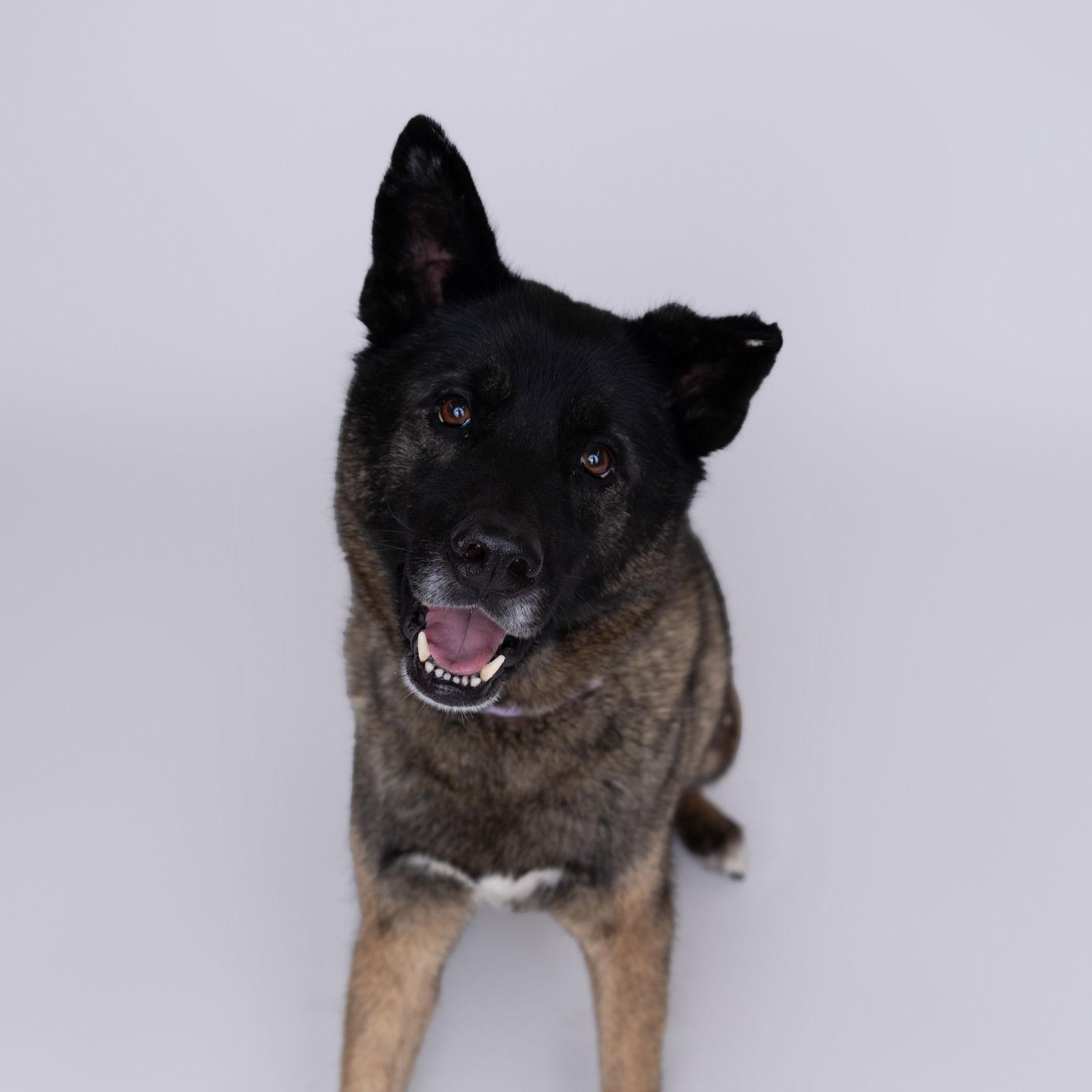 Guthrie, Adoptable, Senior Male Shepherd & Husky.