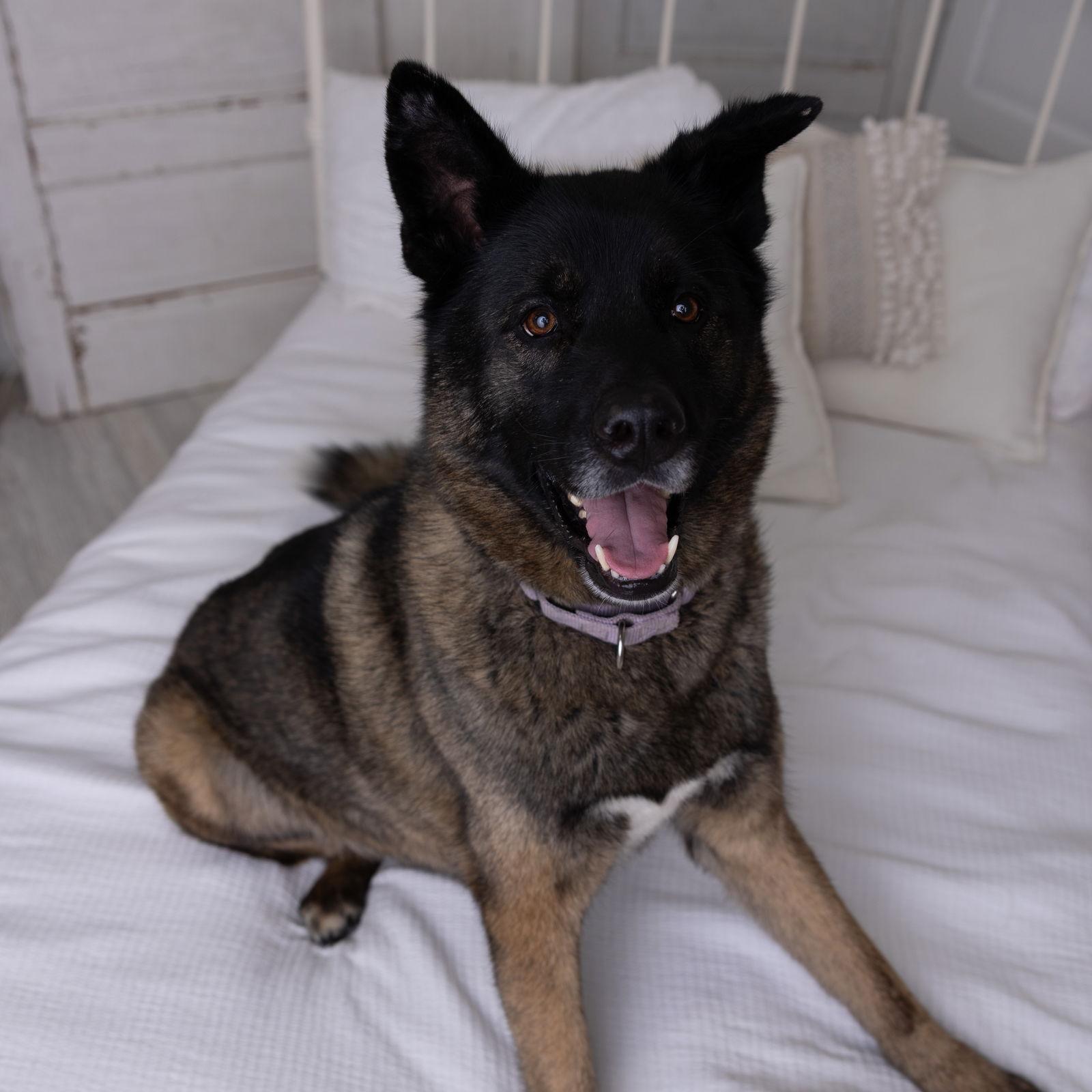 Guthrie, a Adoptable mixed breed in Fargo, ND image 2/3