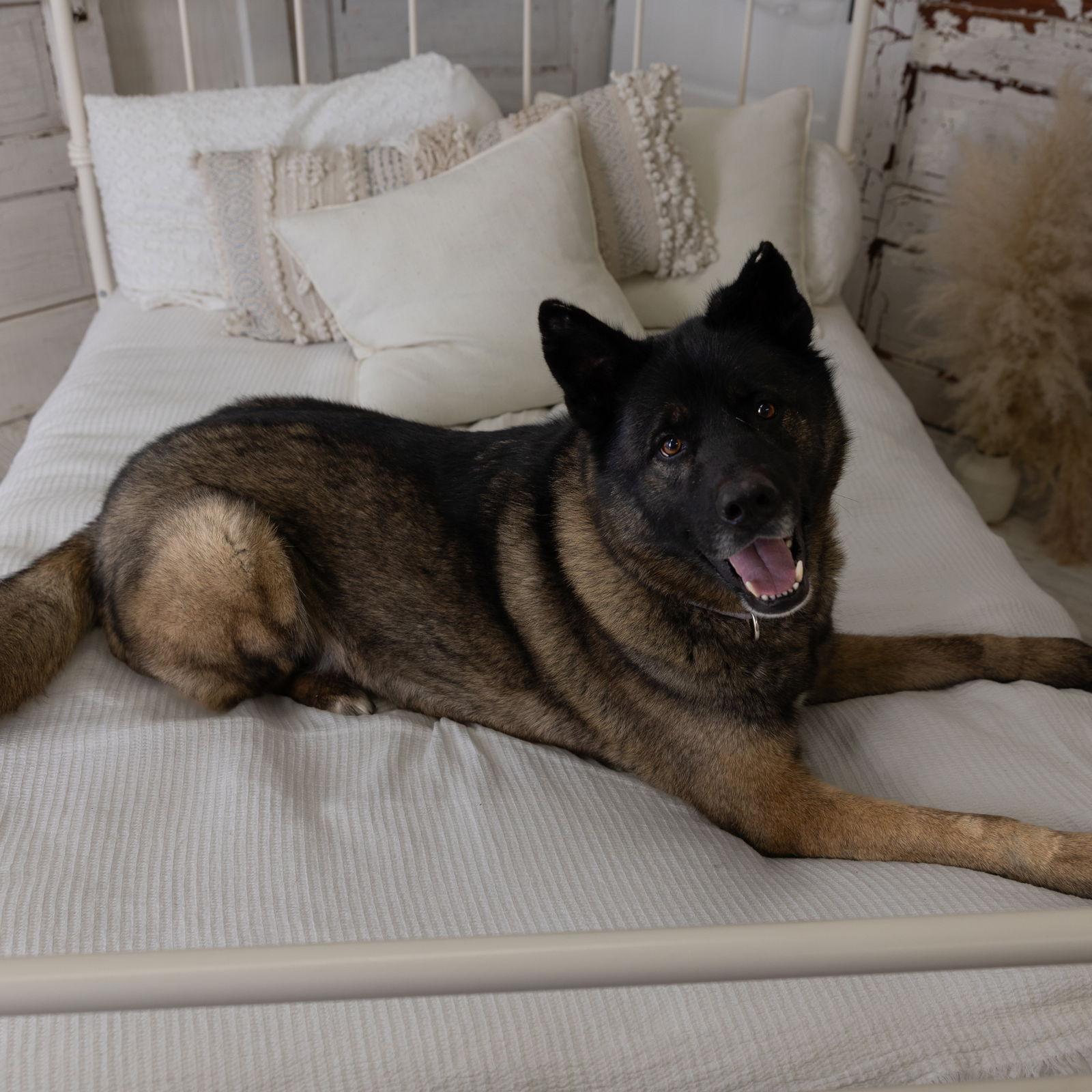 Guthrie, a Adoptable mixed breed in Fargo, ND image 3/3