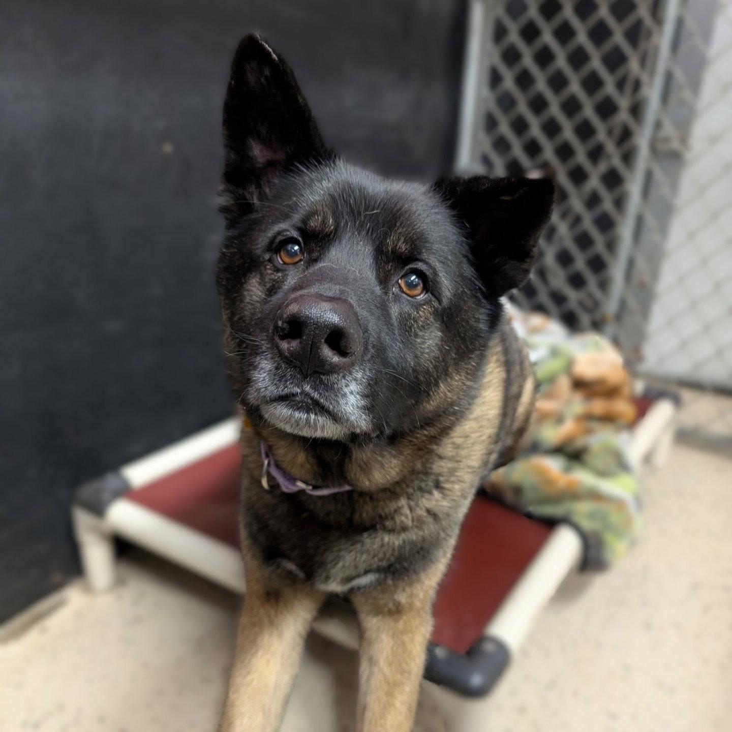 Guthrie, a Adoptable mixed breed in Fargo, ND image 3/3