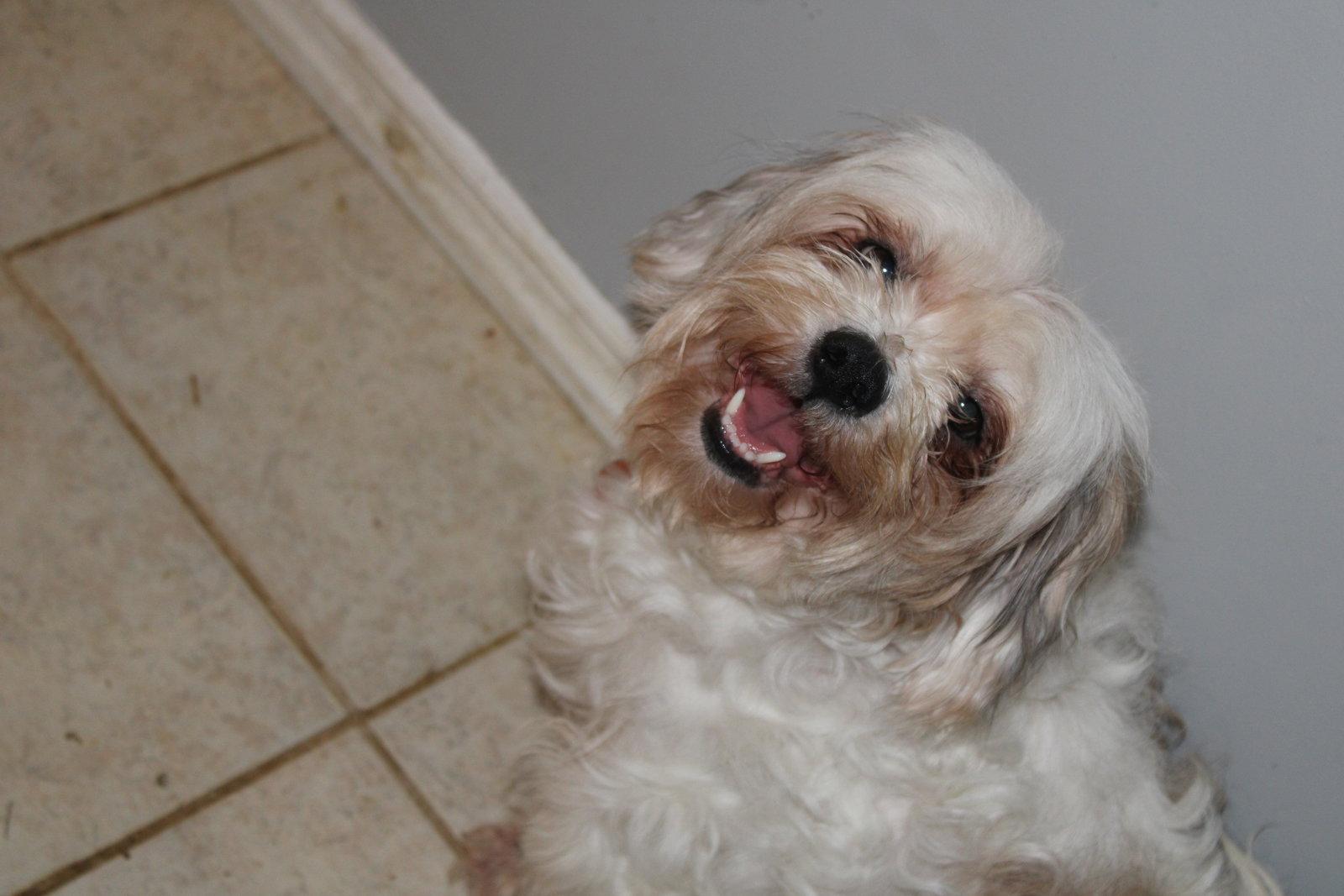 Gemma, Adoptable, Adult Female Maltese & Shih Tzu.