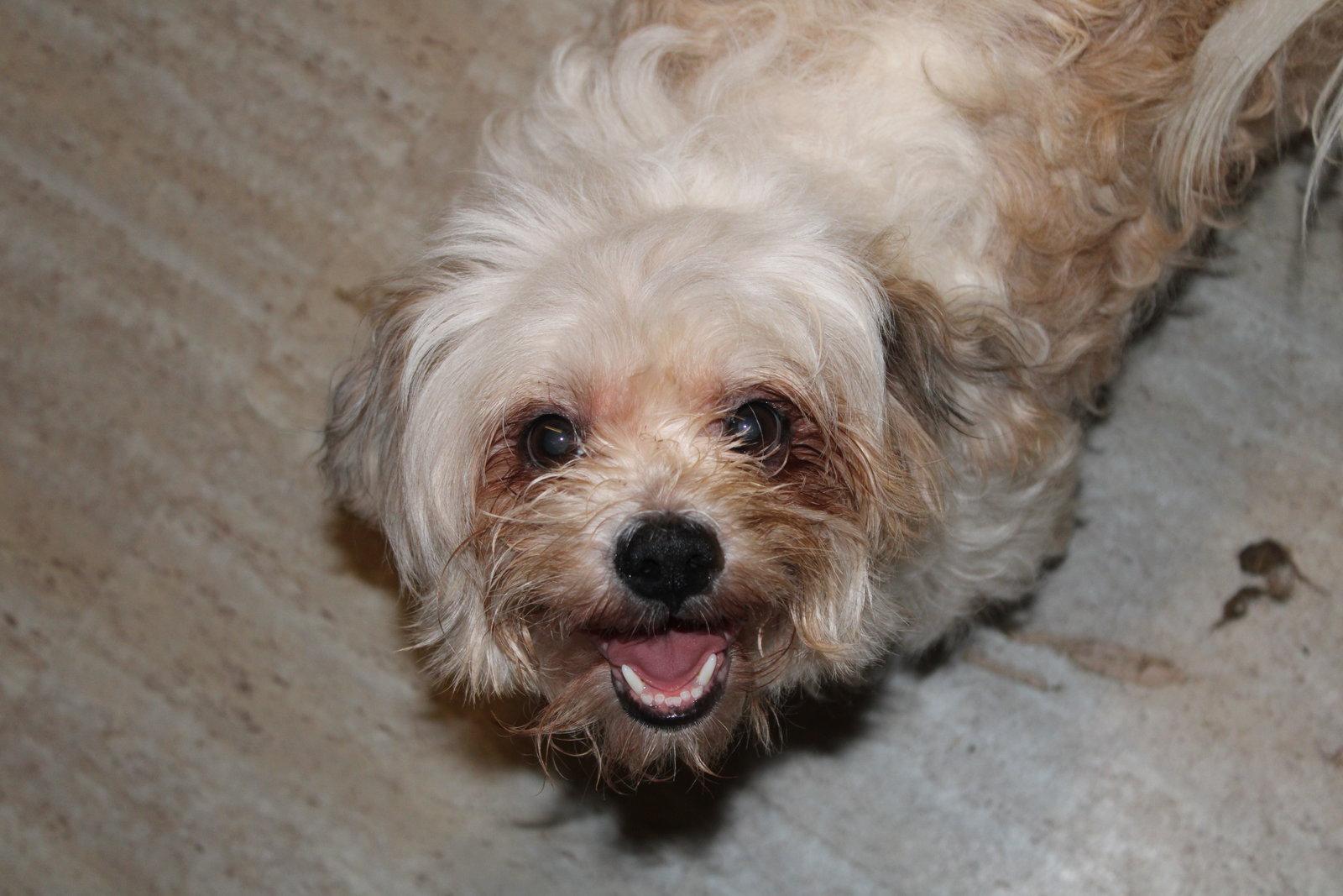 Enlarge Gemma, a Adoptable mixed breed in Hartselle, AL image 2/2