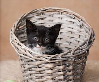 Primrose, adopted, Kitten Female Tuxedo.