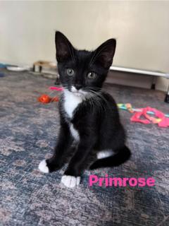 Primrose, an adopted Tuxedo in Kenhorst, PA image 2/2