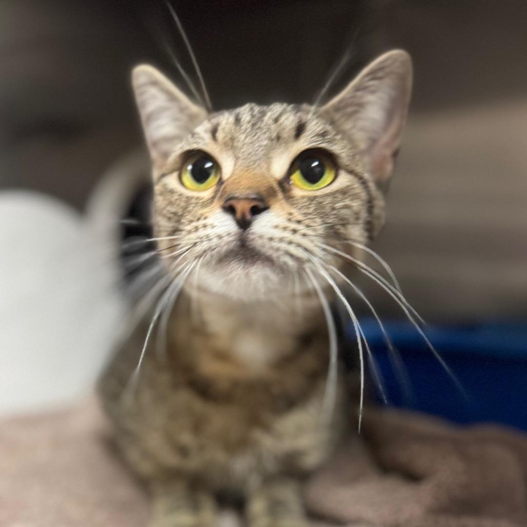 Ambrosia, a Adoptable Domestic Short Hair in Eastford, CT image 1/4