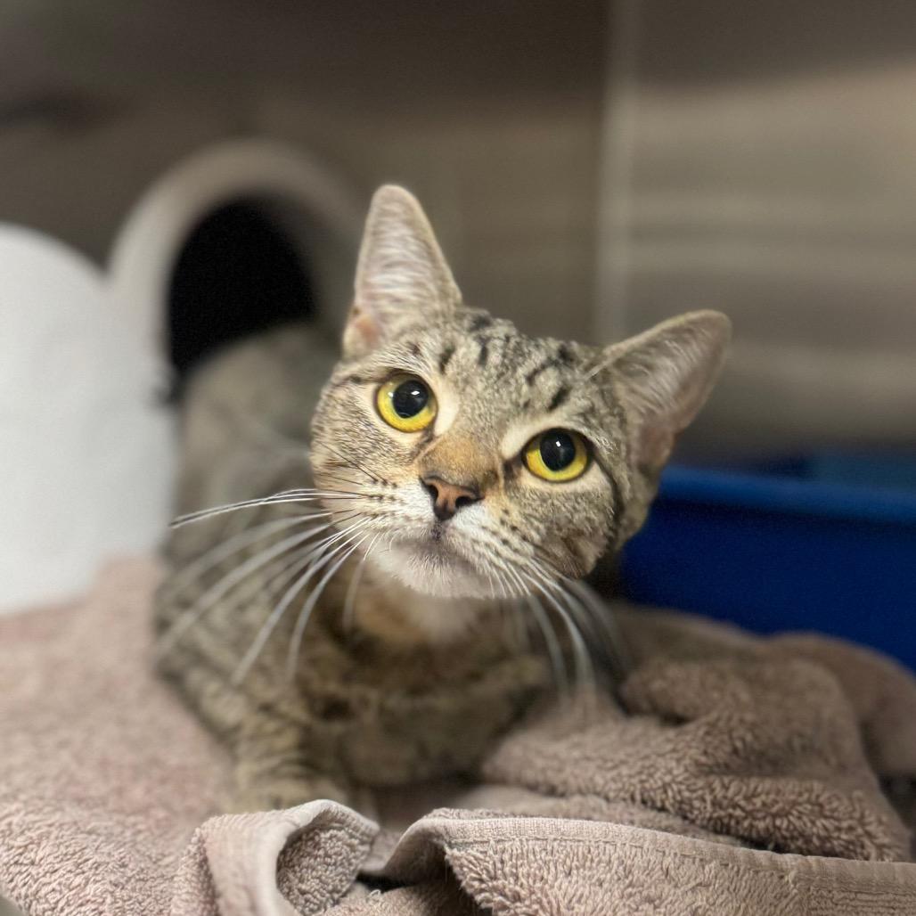 Ambrosia, a Adoptable Domestic Short Hair in Eastford, CT image 4/4