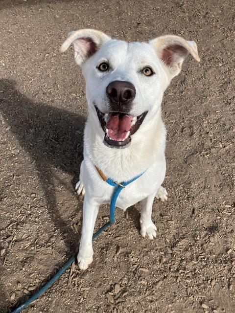 COOPER, Adoptable, Young Male Labrador Retriever & Mixed Breed.