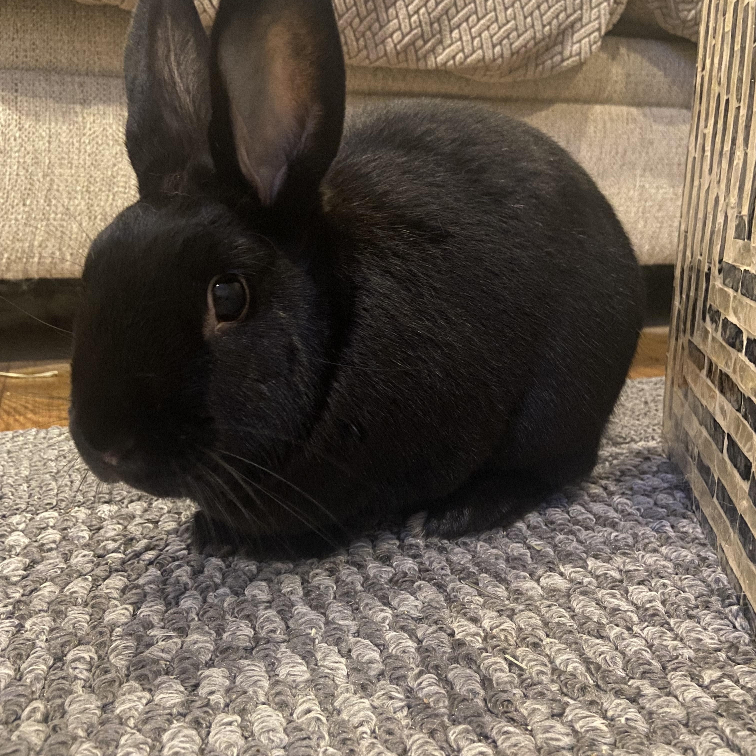 ORION (ADULT NEUTERED MALE), adoptable, Adult Male Havana.