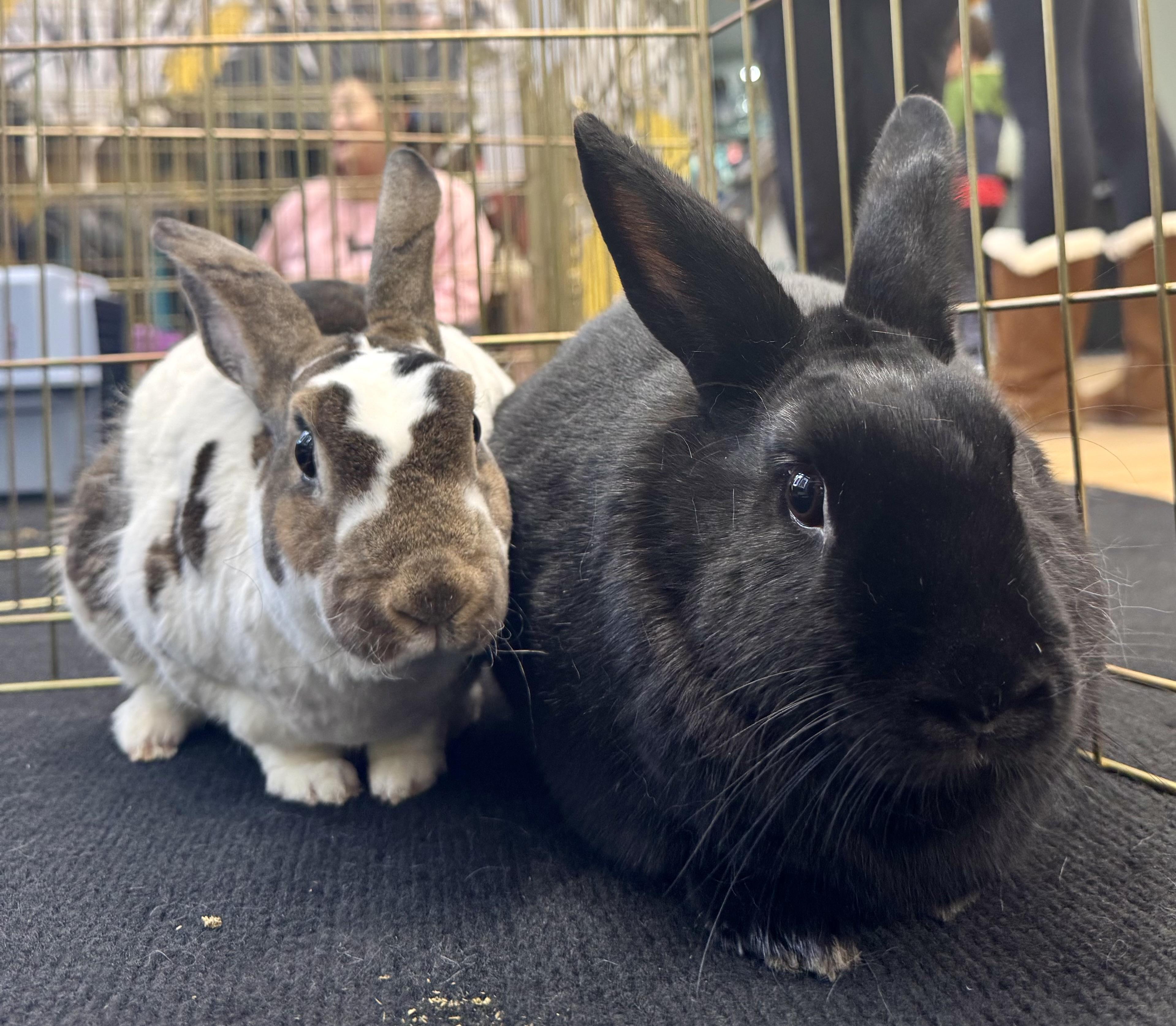 Mars and Orion (bonded brothers), Adult Male unknown