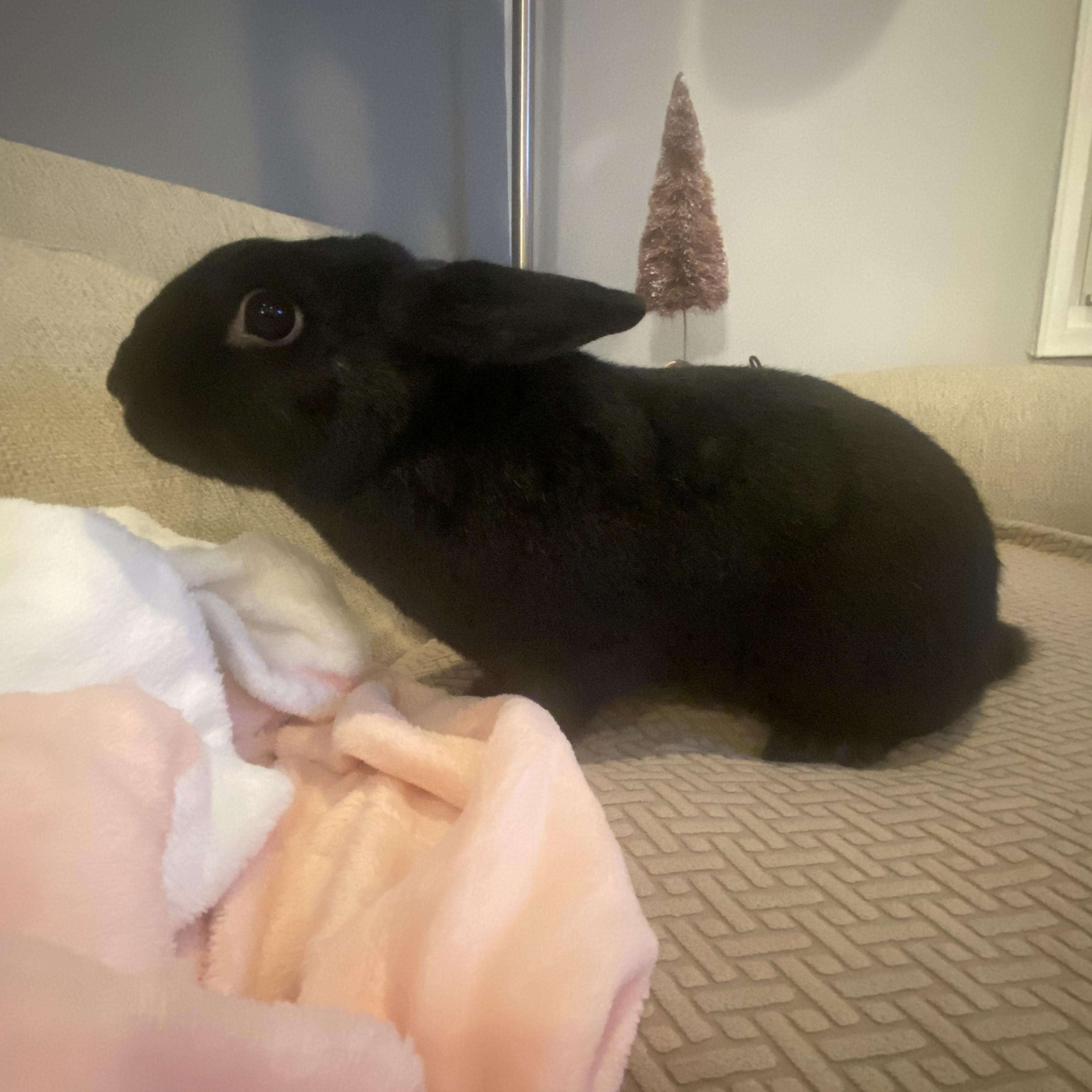 ORION (ADULT NEUTERED MALE), an adoptable Havana in Forest Hills, NY image 2/3