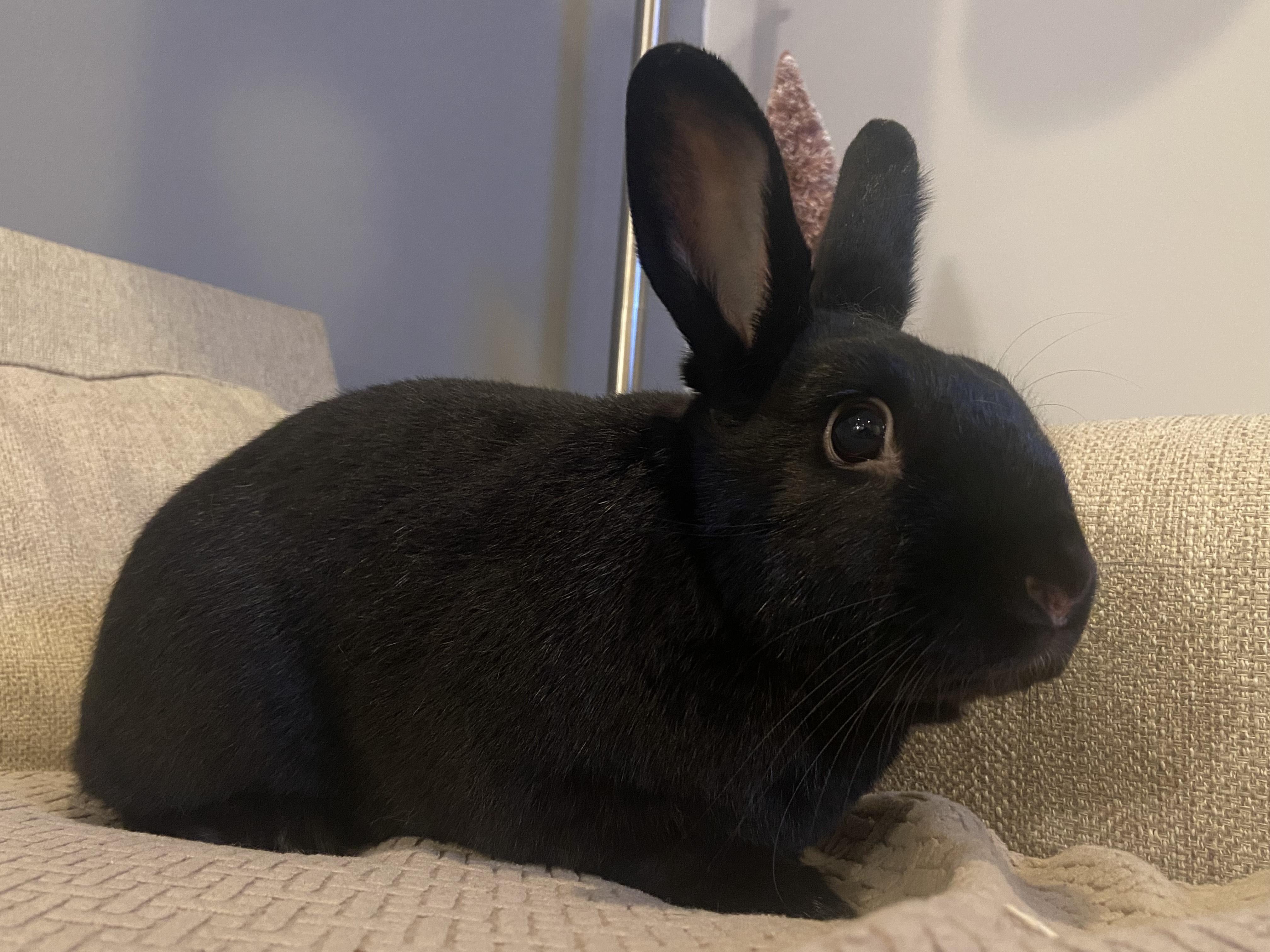 ORION (ADULT NEUTERED MALE), an adoptable Havana in Forest Hills, NY image 3/3