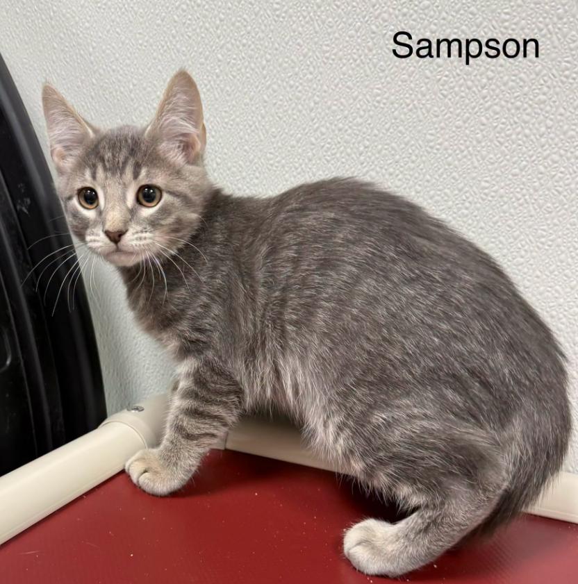 Sampson, Adoptable, Kitten Male Domestic Short Hair.
