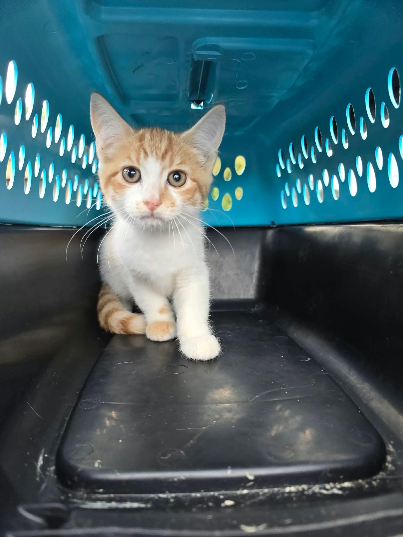 Enlarge CIDER, a Adoptable Domestic Short Hair in Holbrook, NY image 1/1