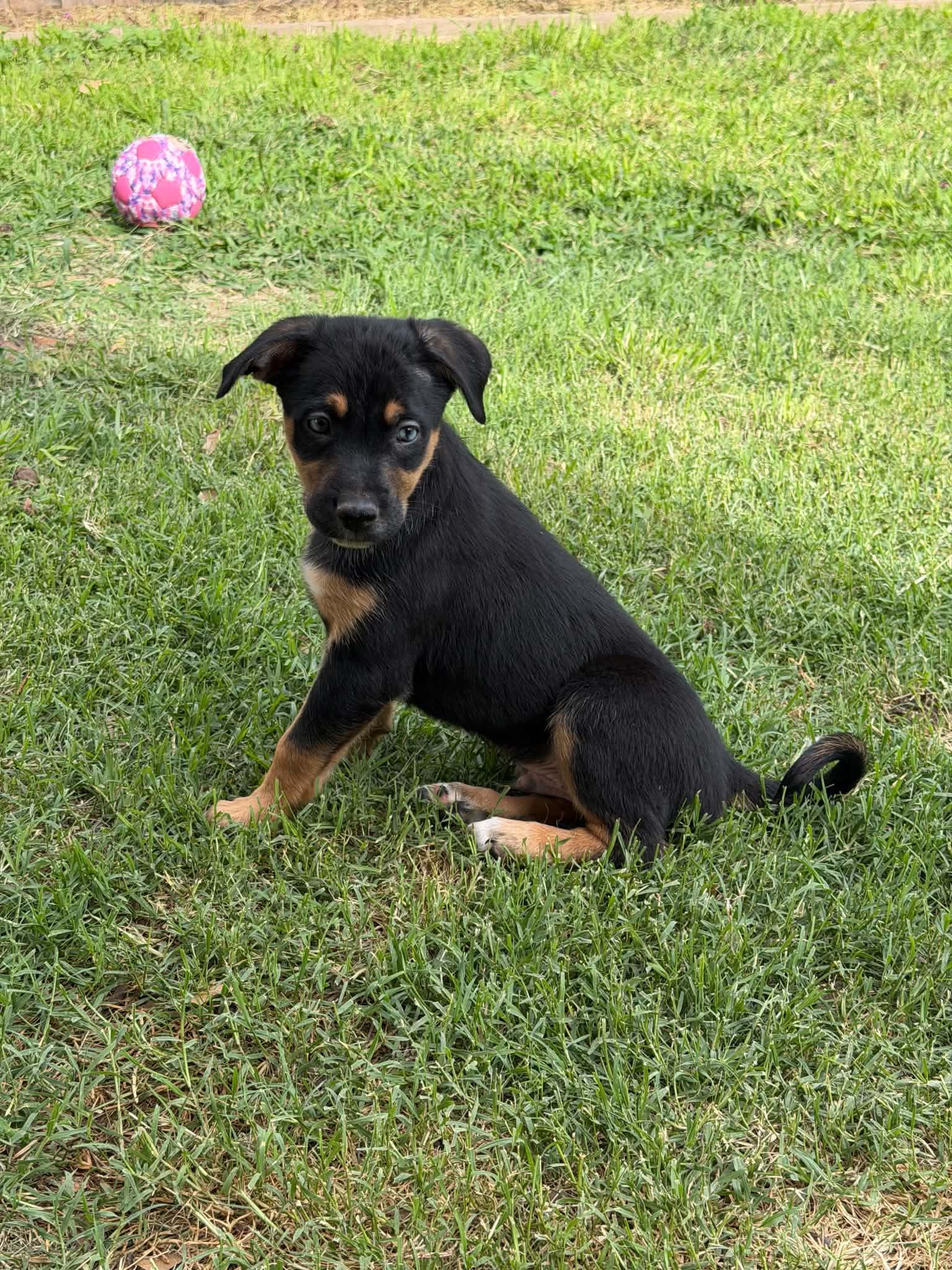 Bryce, a ADOPTABLE mixed breed in Wichita Falls, TX image 1/2