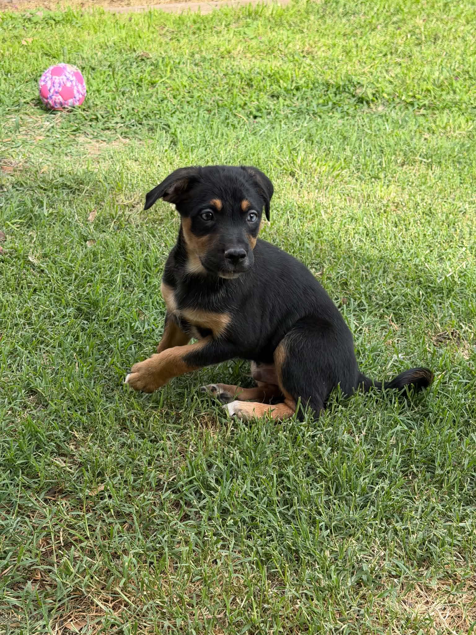 Bryce, a ADOPTABLE mixed breed in Wichita Falls, TX image 2/2