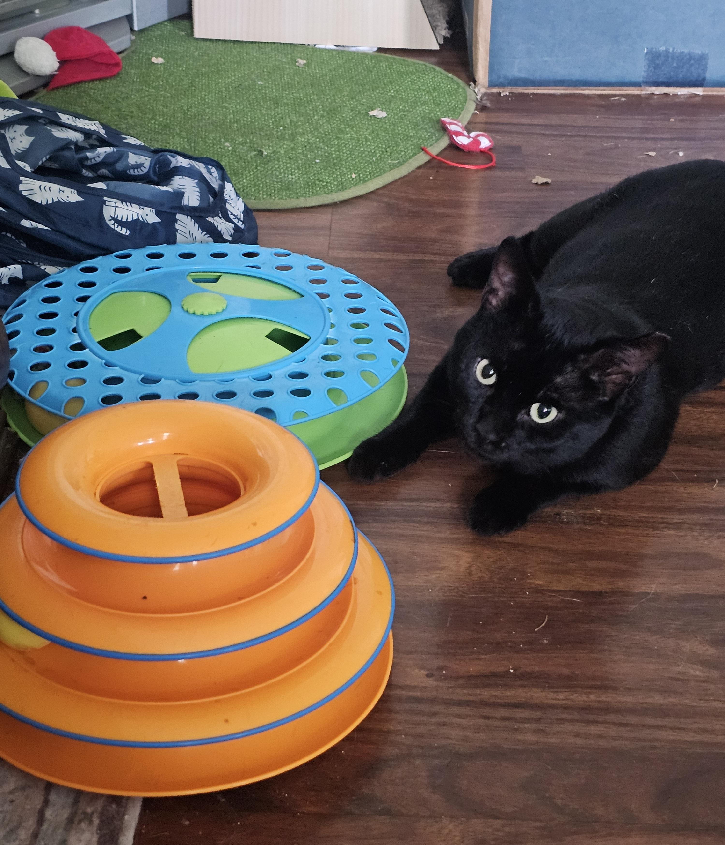 Enlarge Elmer Budd, a Adoptable Domestic Short Hair in Pittsburgh, PA image 6/6