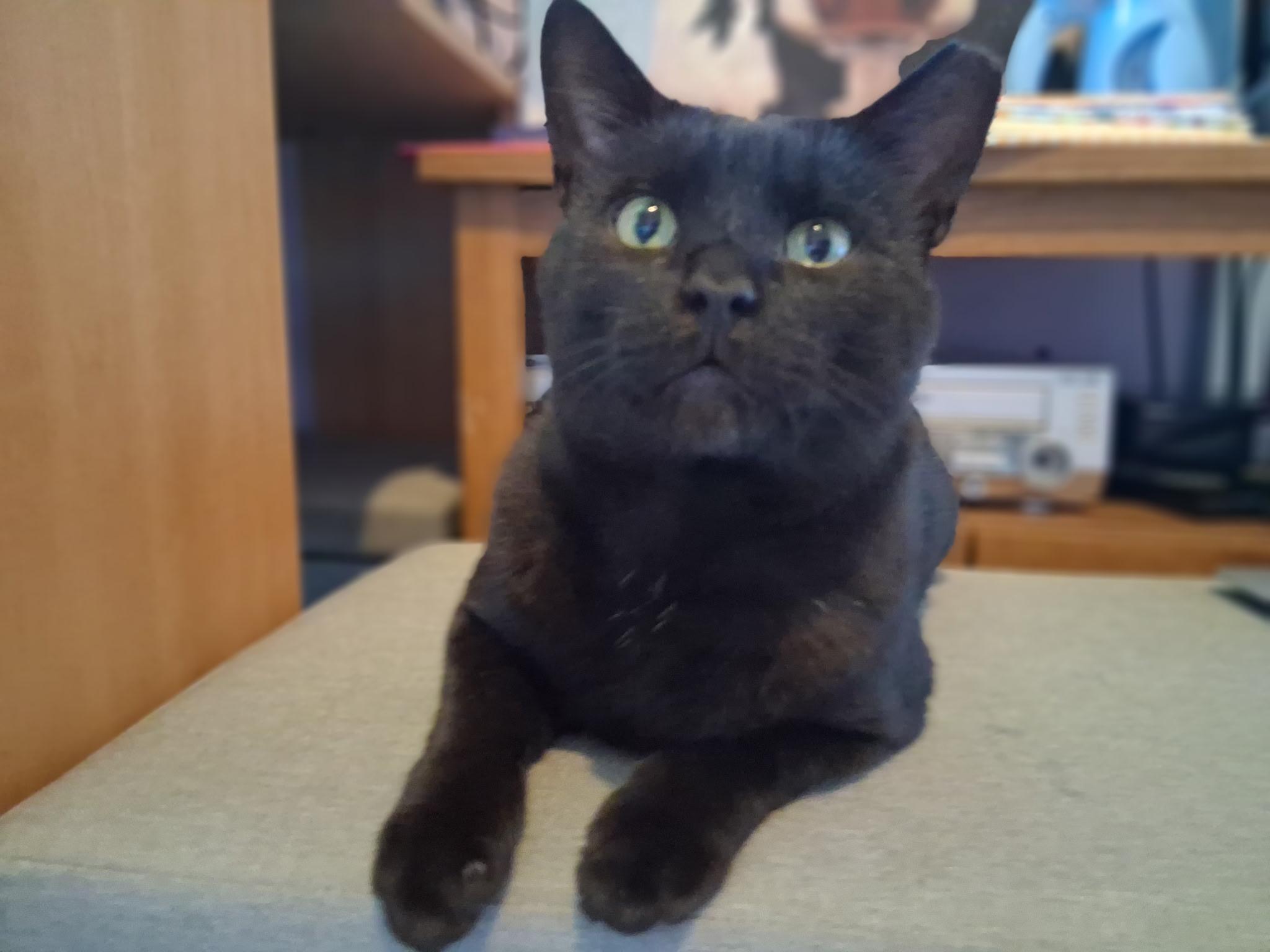 Enlarge Elmer Budd, a Adoptable Domestic Short Hair in Pittsburgh, PA image 5/6