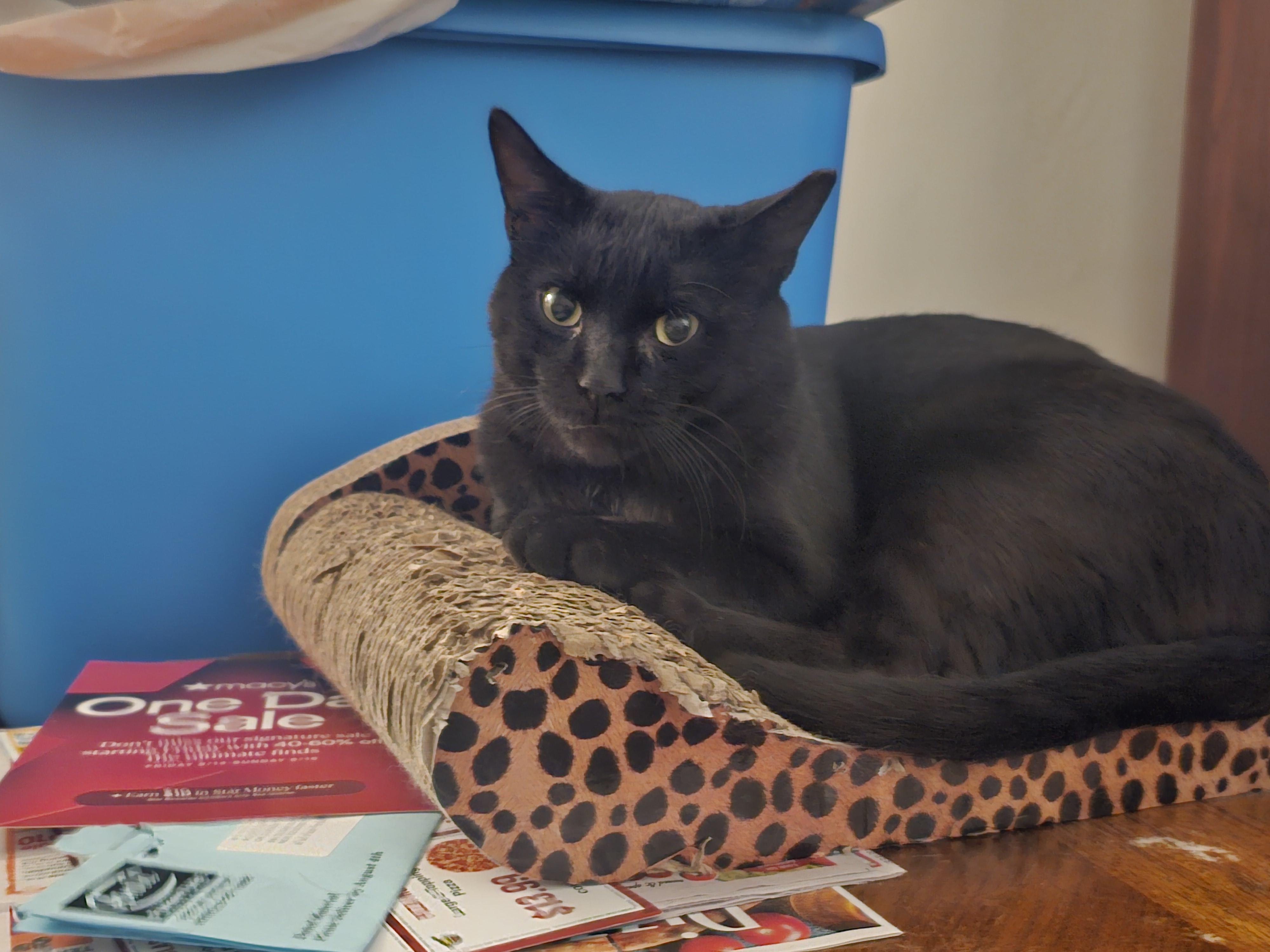 Enlarge Elmer Budd, a Adoptable Domestic Short Hair in Pittsburgh, PA image 3/6