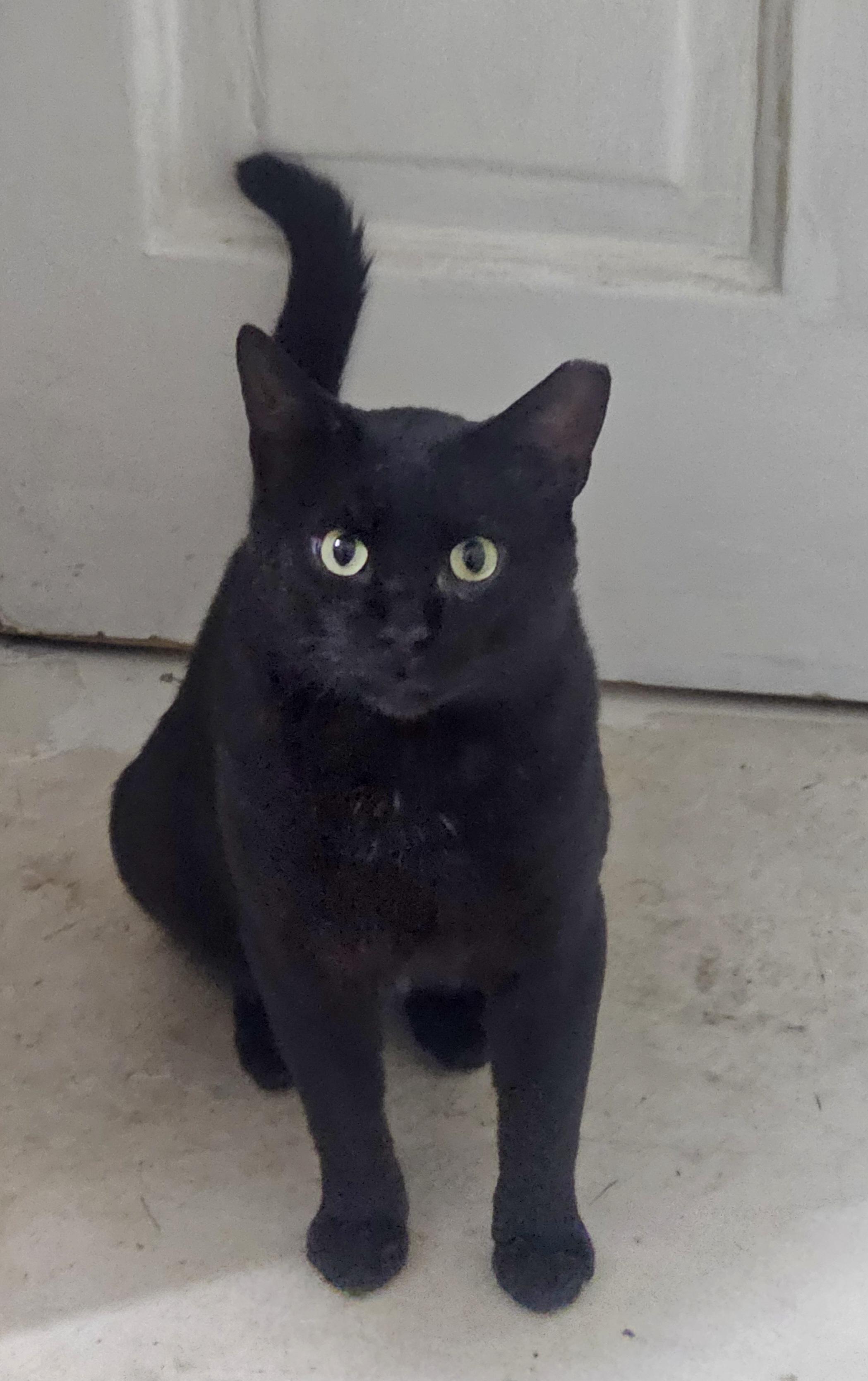 Enlarge Elmer Budd, a Adoptable Domestic Short Hair in Pittsburgh, PA image 2/6