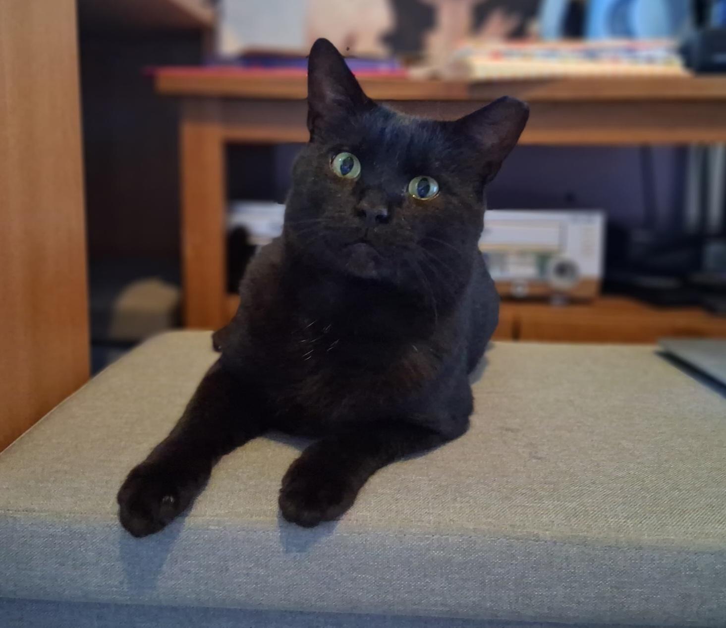 Enlarge Elmer Budd, a Adoptable Domestic Short Hair in Pittsburgh, PA image 1/6