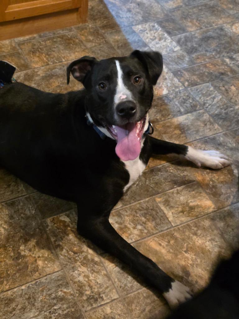 Thor, Adoptable, Young Male Pit Bull Terrier.