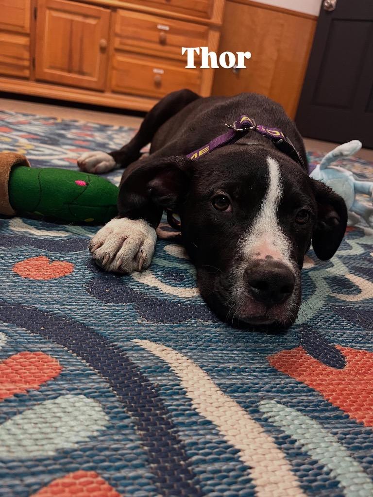 Enlarge Thor, a Adoptable Pit Bull Terrier in Effingham, IL image 1/4