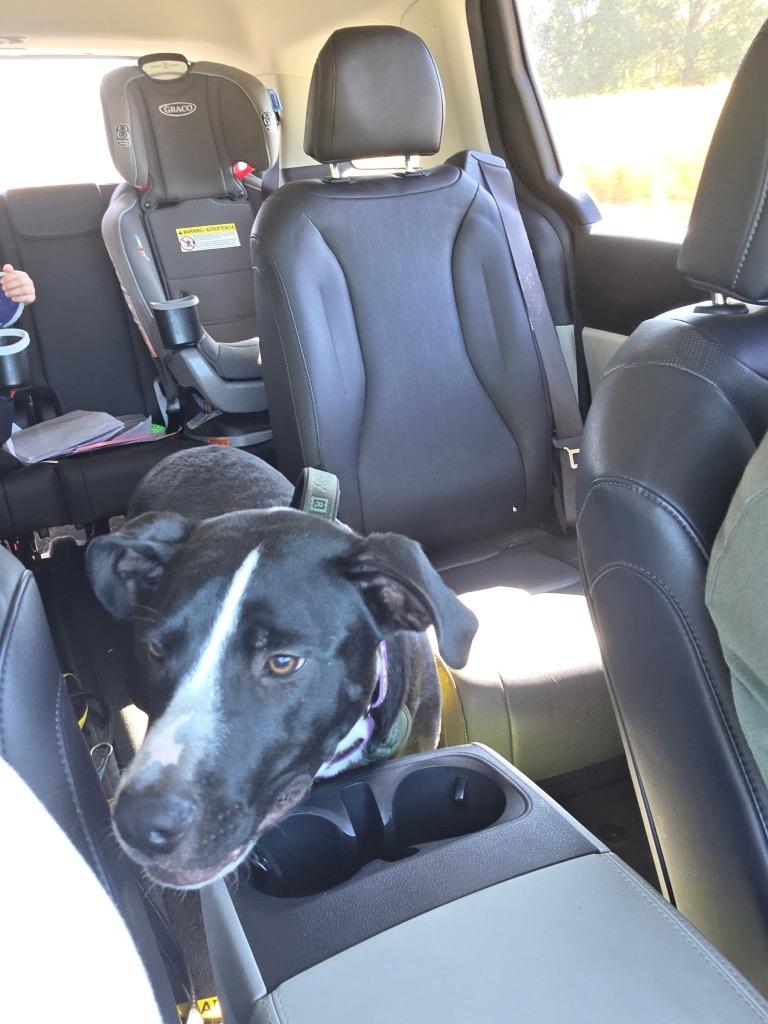 Thor, Adoptable, Young Male Pit Bull Terrier.