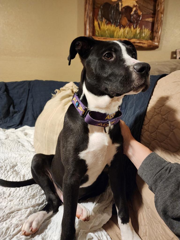 Thor, a Adoptable Pit Bull Terrier in Effingham, IL image 2/4