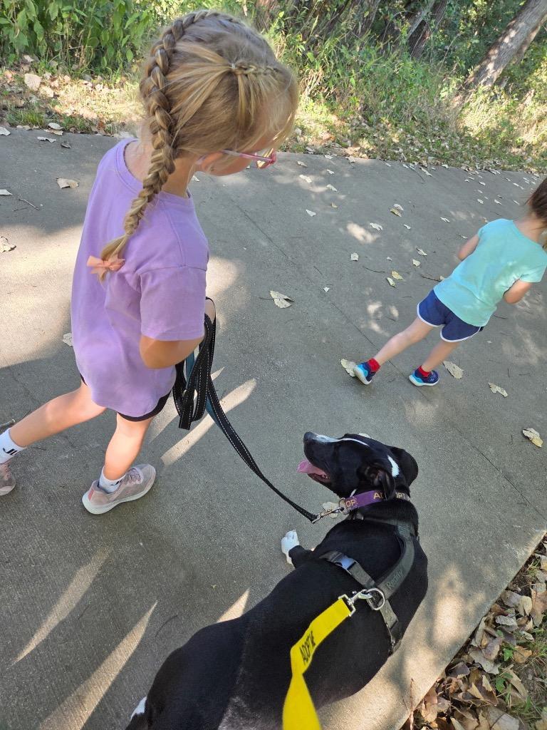 Thor, a Adoptable Pit Bull Terrier in Effingham, IL image 3/4