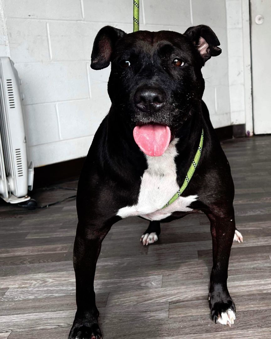 Lost, Adopted, Adult Female Staffordshire Bull Terrier.