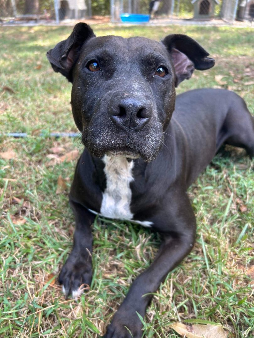 Enlarge Lost, a Adopted mixed breed in Laurel, MS image 2/3