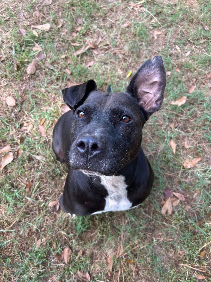 Enlarge Lost, a Adopted mixed breed in Laurel, MS image 3/3