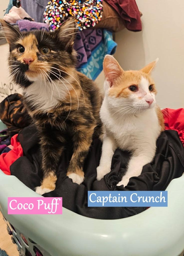 Enlarge Captain Crunch, a Adopted mixed breed in Hoover , AL image 1/1