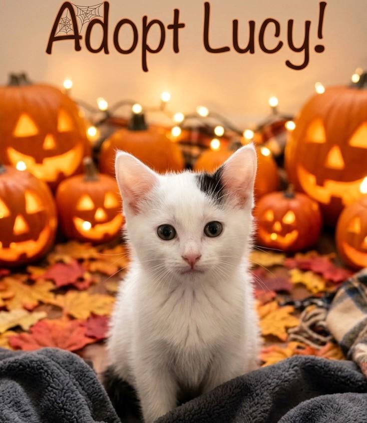 Enlarge Lucy, a Adopted Domestic Short Hair in New Albany, OH image 2/5