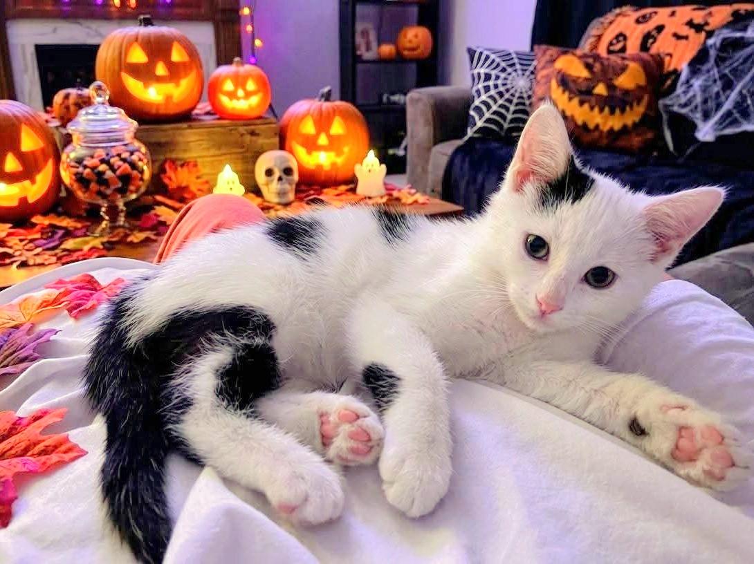 Lucy, Adopted, Kitten Female Domestic Short Hair.