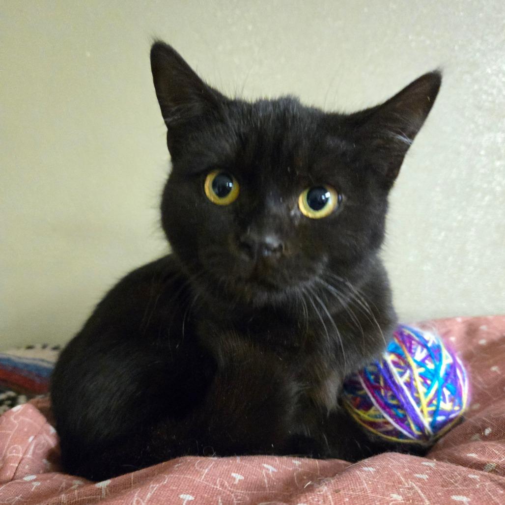 Sugarplum, Adoptable, Young Female Domestic Short Hair.