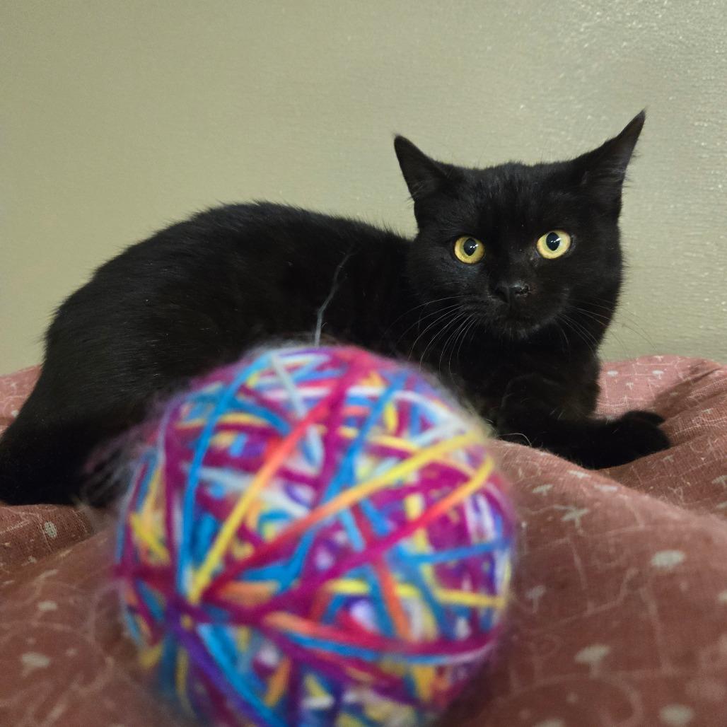 Enlarge Sugarplum, a Adoptable Domestic Short Hair in Pennsville, NJ image 2/2