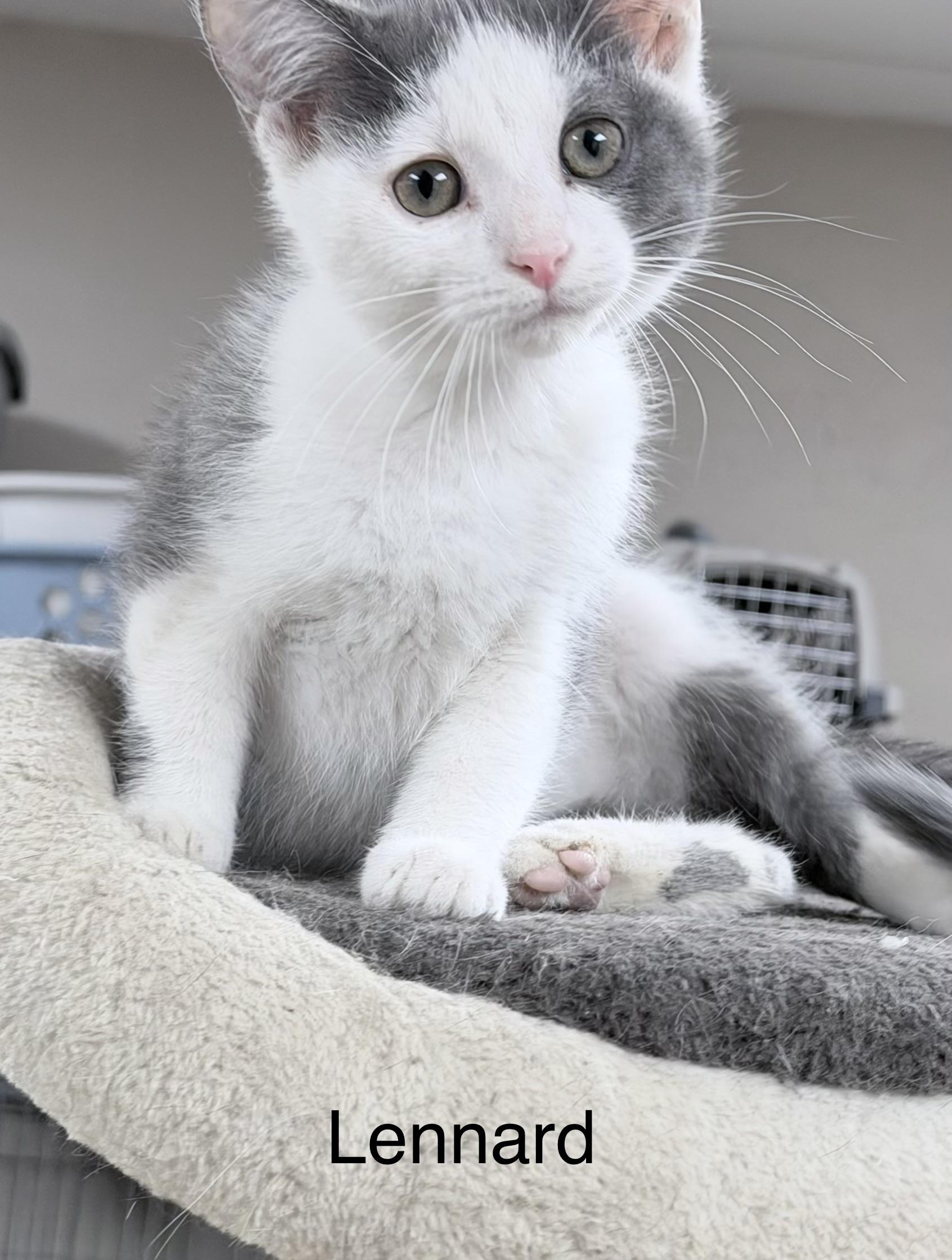 Lennard, ADOPTABLE, Young Male Domestic Short Hair.
