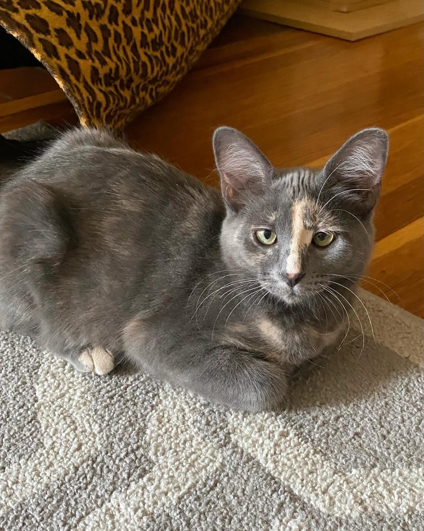 Mokey, Adopted, Young Female Dilute Calico.