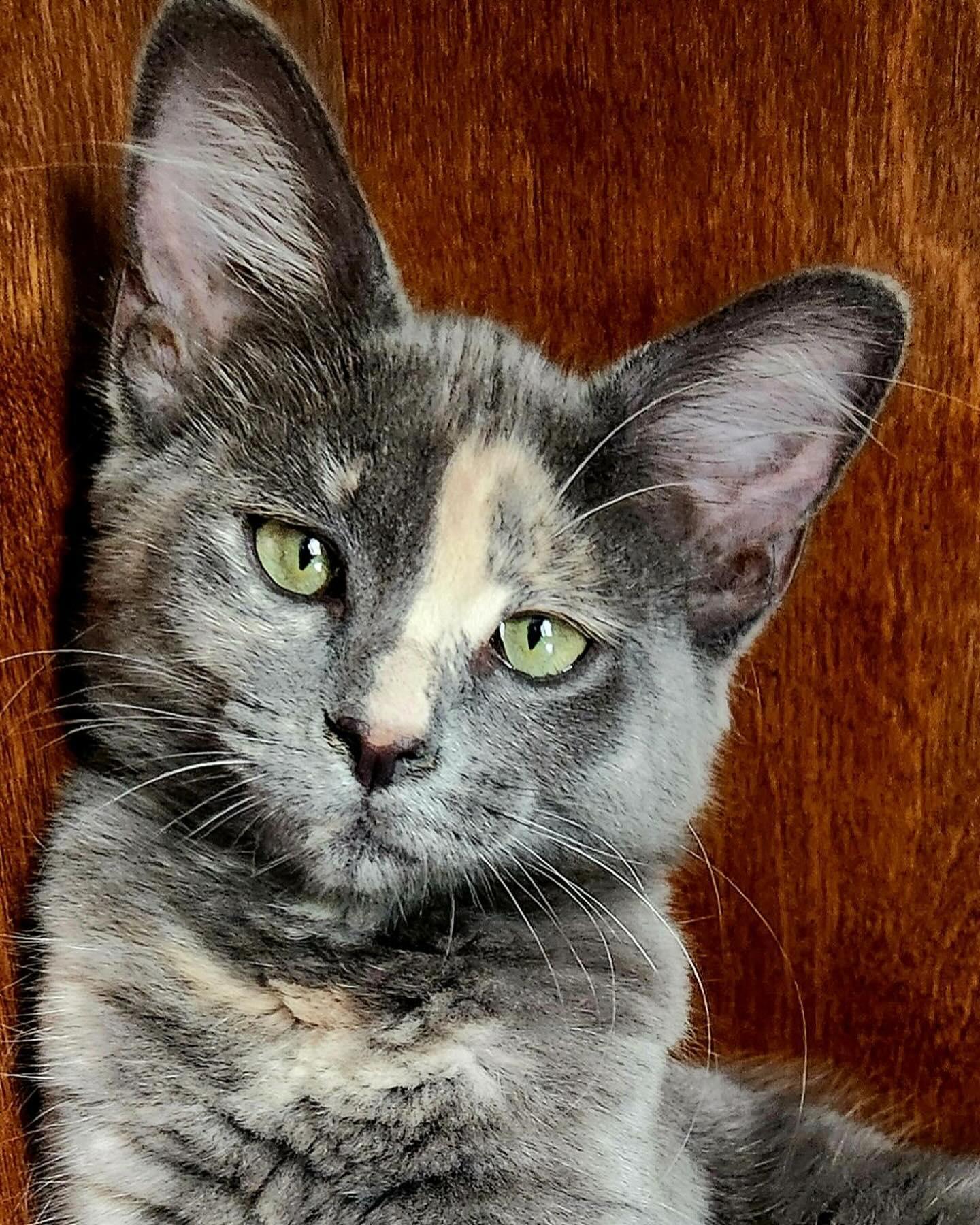 Mokey, a Adopted Dilute Calico in Gahanna, OH image 2/2