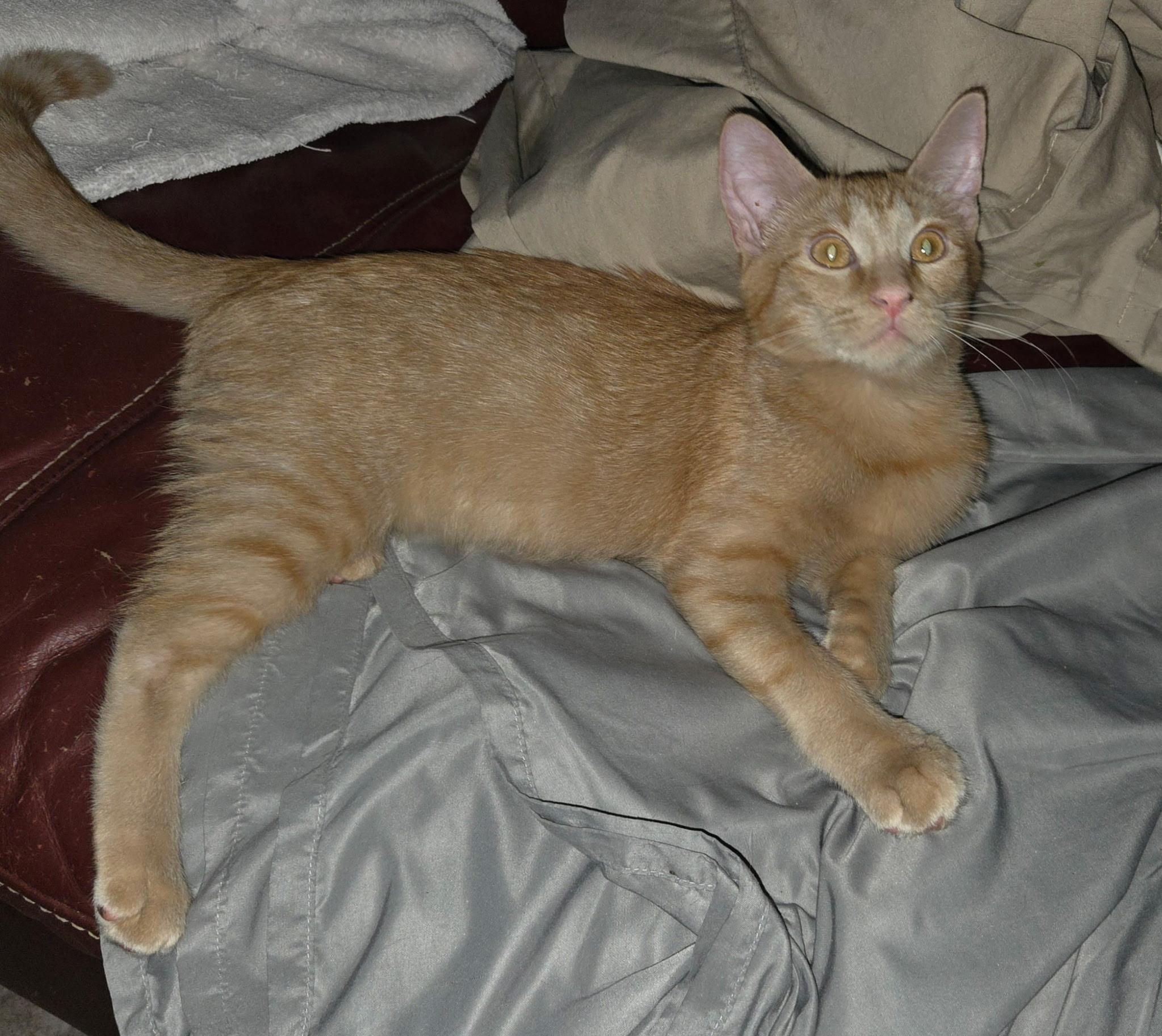Enlarge Henry, a Adopted Domestic Short Hair in Round Rock, TX image 1/1