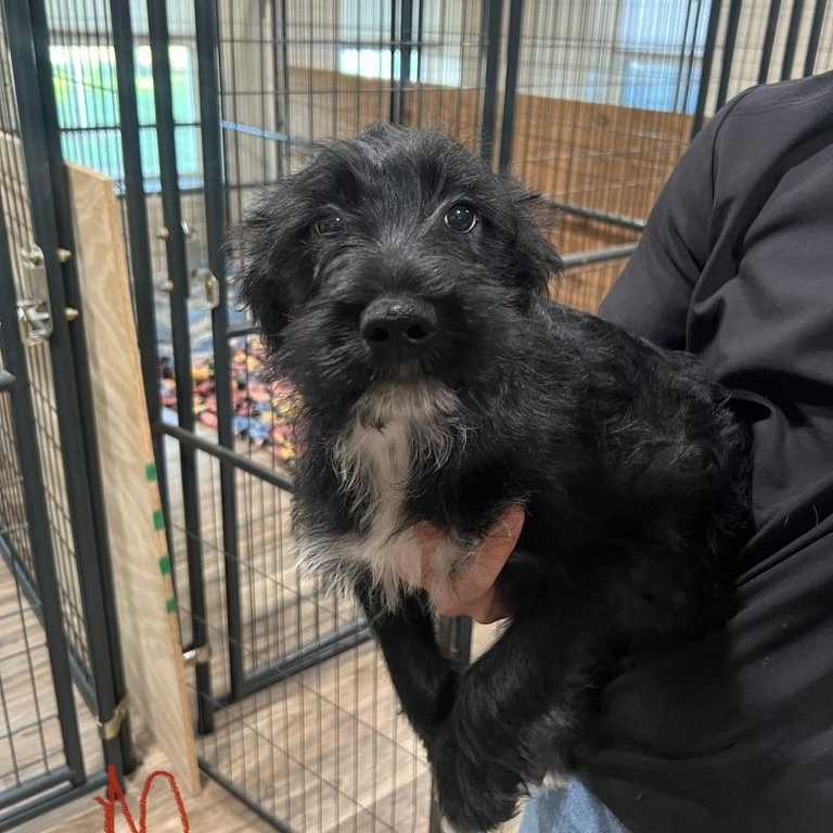 Butterscotch Schnapps, a ADOPTABLE mixed breed in San Antonio, TX image 2/3