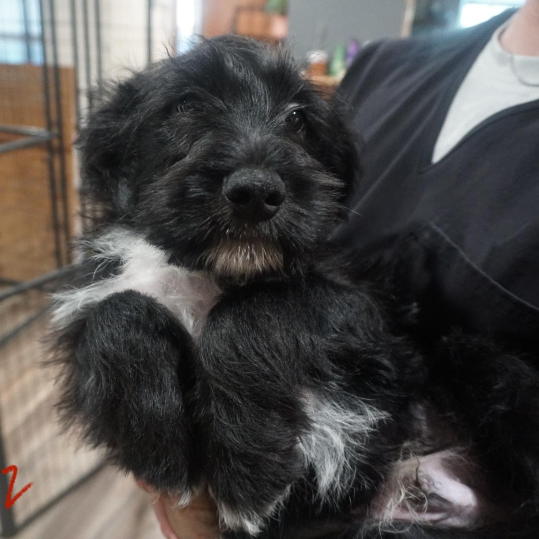 Butterscotch Schnapps, a ADOPTABLE mixed breed in San Antonio, TX image 3/3