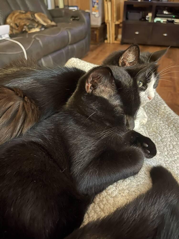 Enlarge Yama(ha), a Adoptable Domestic Short Hair in Lone Oak, TX image 1/2