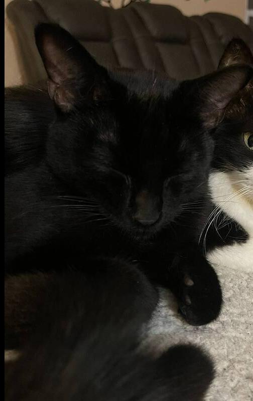 Enlarge Yama(ha), a Adoptable Domestic Short Hair in Lone Oak, TX image 2/2