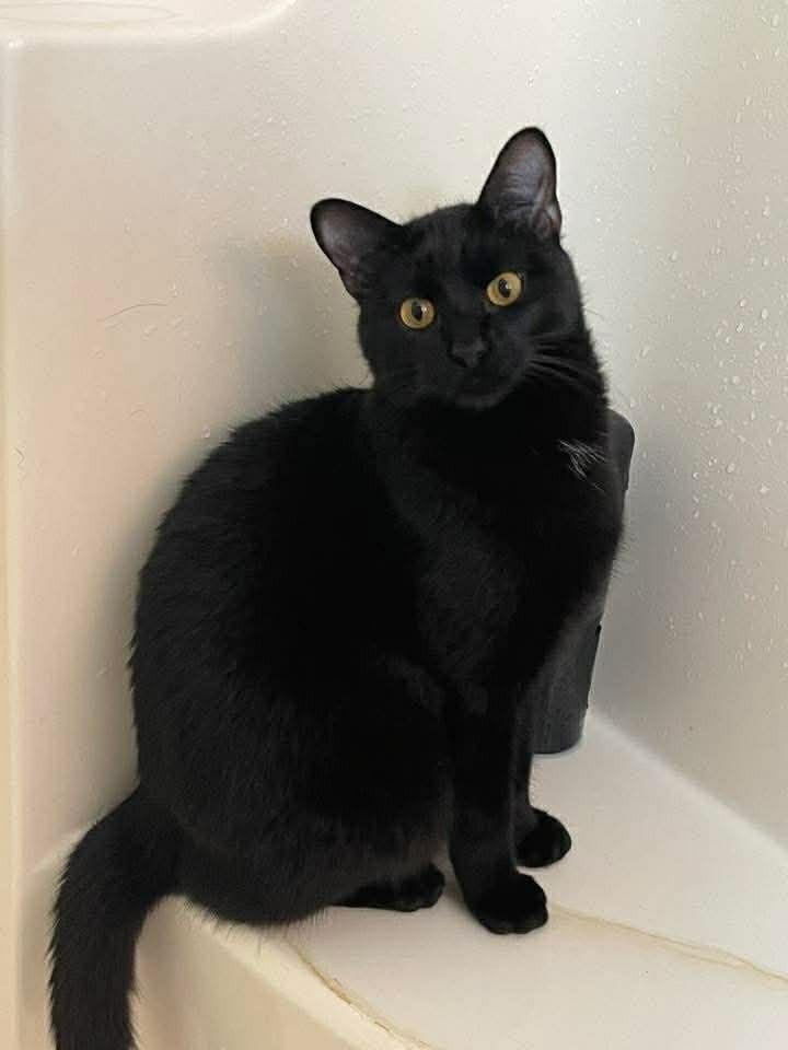 Enlarge Yama(ha), a Adoptable Domestic Short Hair in Lone Oak, TX image 4/4