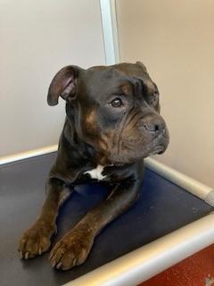 Angus, a Adoptable Pit Bull Terrier in Mason City, IA image 5/5