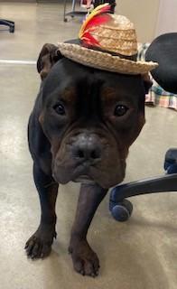 Angus, a Adoptable Pit Bull Terrier in Mason City, IA image 4/5