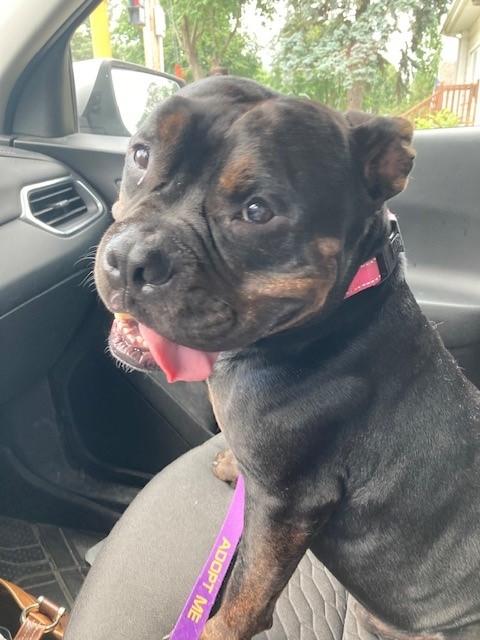 Angus, a Adoptable Pit Bull Terrier in Mason City, IA image 1/5