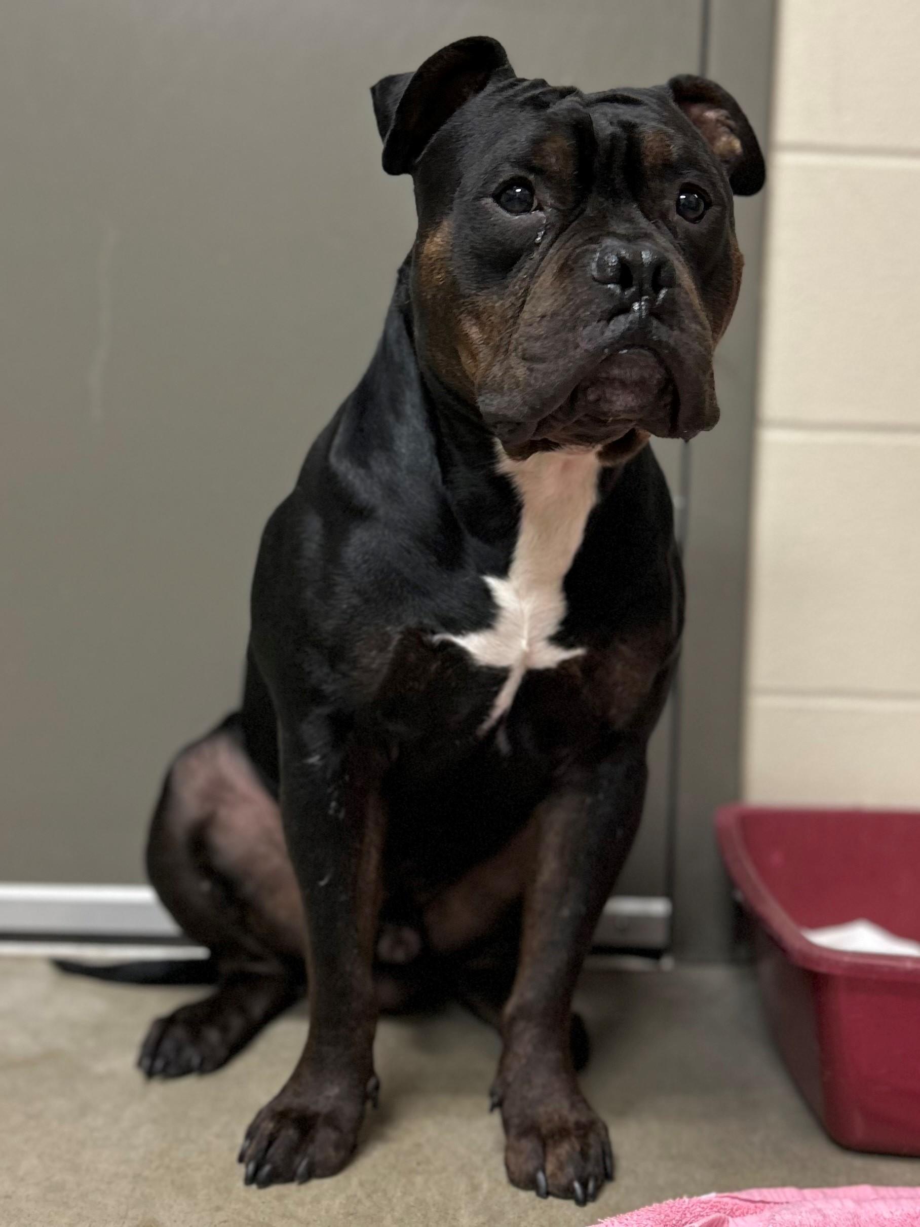 Angus, a Adoptable Pit Bull Terrier in Mason City, IA image 3/5